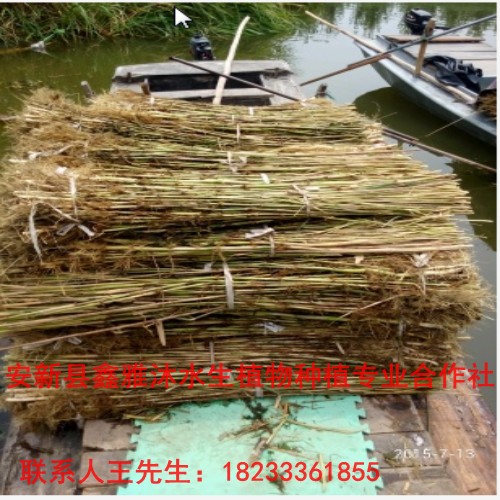 河北【芦苇】养殖厂电话 