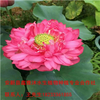 南充市【荷花种苗】培育基地 