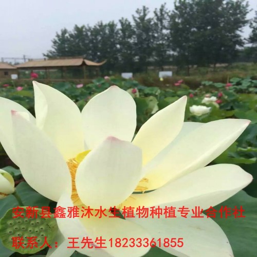 常德市【荷花种植】种苗培育基地 