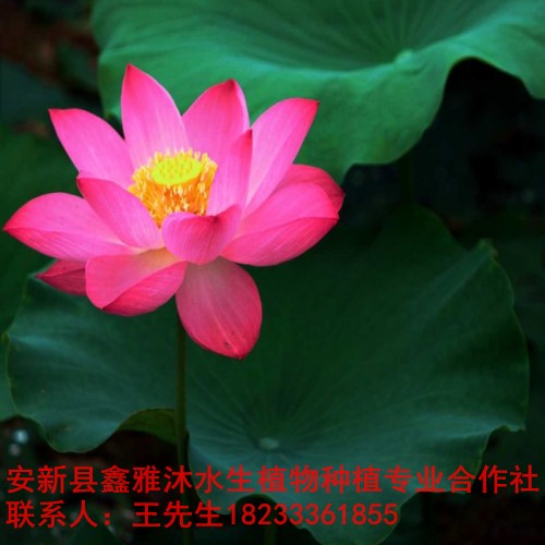 东营市【荷花苗】培育基地 