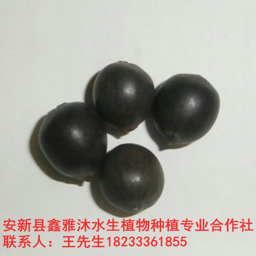 18233361855低价供应【莲子种子】厂家 