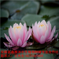 18233361855万县市【睡莲种植】技术 