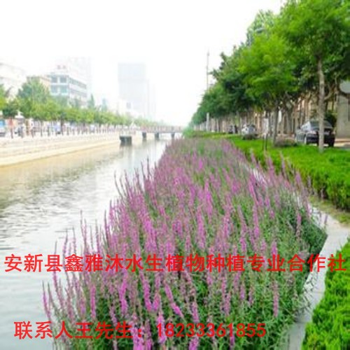 河南【水生植物】种植厂家18233361855 