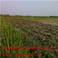 濮阳市【睡莲种植】18233361855 