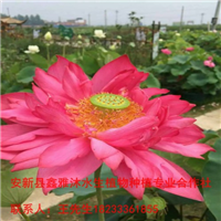 【荷花】种植哪家好18233361855 