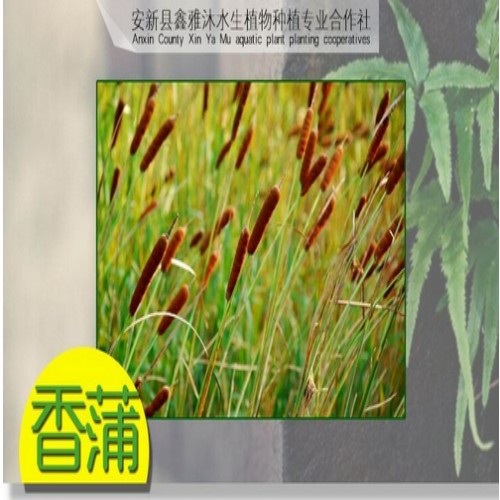 张家口市【香蒲】厂家电话18233361855 
