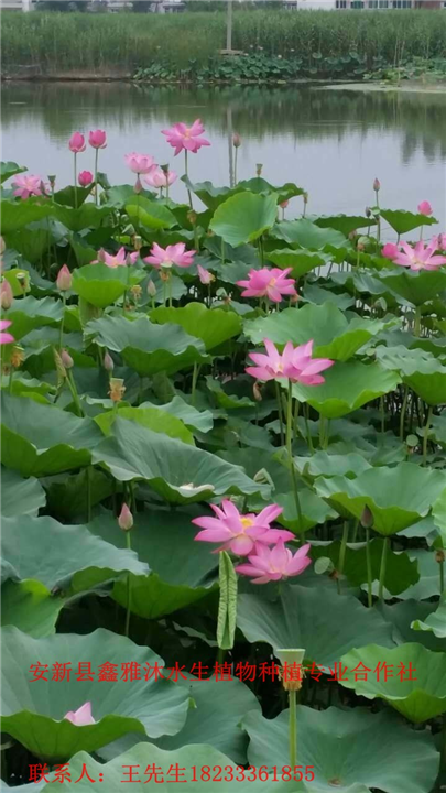 河道绿化工程用什么【水生植物种苗】好 