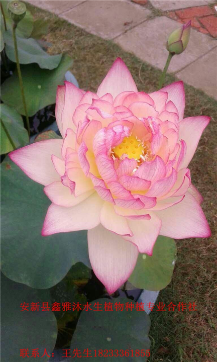 18233361855庆云县【荷花种植】哪家好 