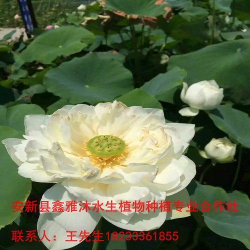 观赏【荷花】苗厂家18233361855 