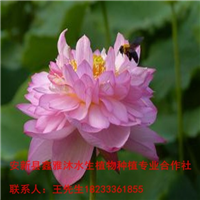 低价种植【荷花】18233361855 