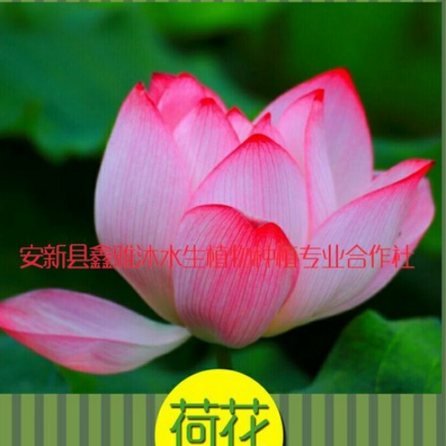 精品荷花的报价 