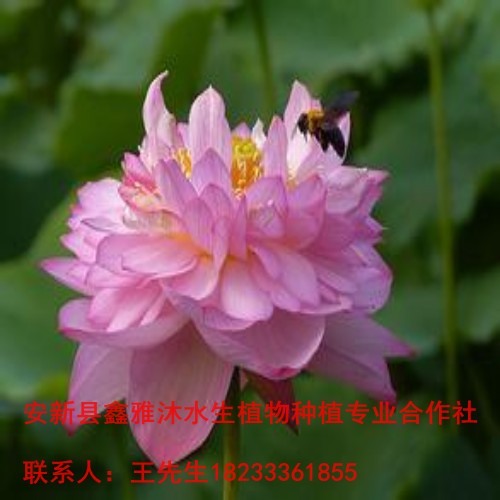 18233361855常年销售【盆栽荷花】 