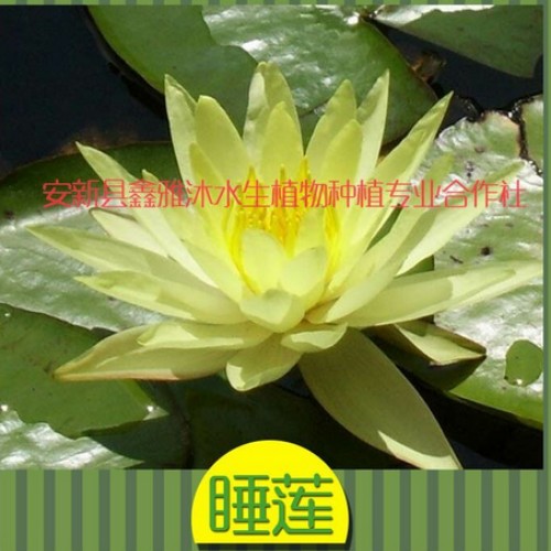 保定市【睡莲】的报价 