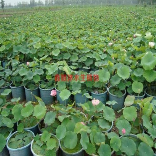邢台市专业养殖【盆栽荷花】 
