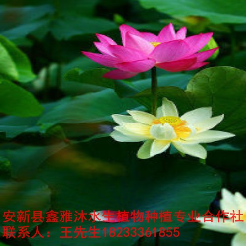 遵义市【荷花种植】种苗培育基地 