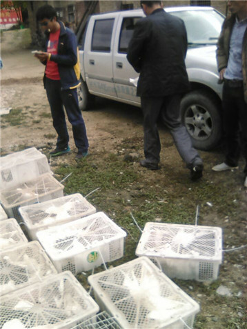 蕲春县肉鸽养殖 