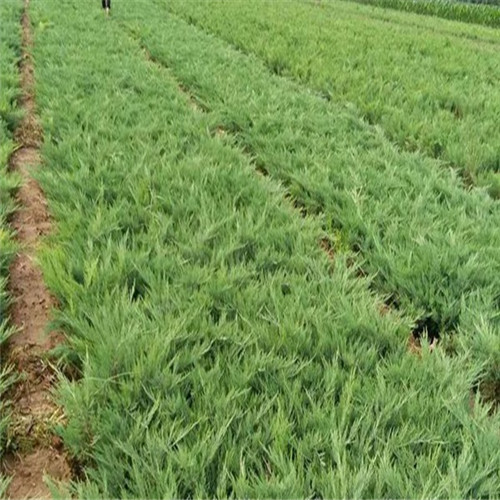 批发沙地柏a陕西沙地柏 