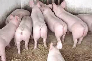 内蒙苗猪┃内蒙苗猪基地┃内蒙苗猪出售 