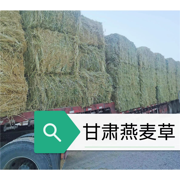 甘肃燕麦草基地