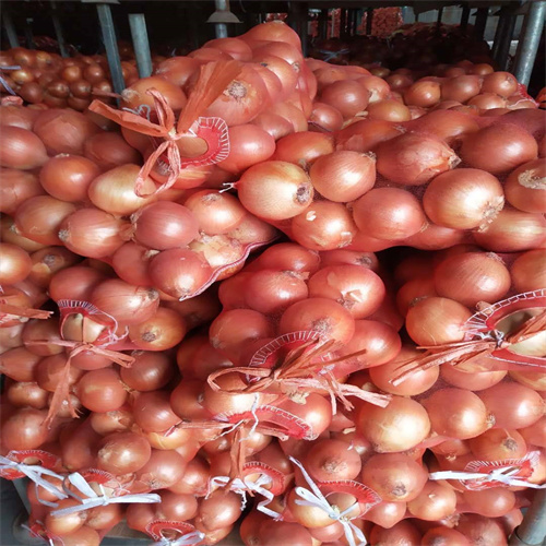 张掖土豆种植基地