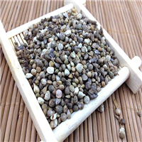 张掖菠菜种子批发市场