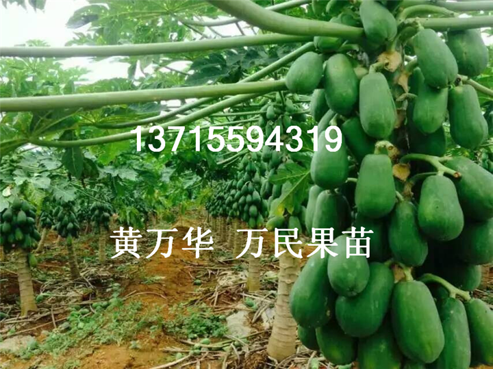 广西木瓜苗基地，广西木瓜苗价格 