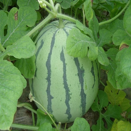 新疆西瓜价格☎新疆西瓜产地☎