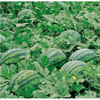 **新疆西瓜代办-**西瓜代办-云南西瓜代办 