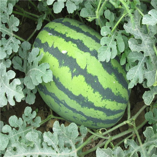 新疆西瓜种植基地≡新疆金城5号西瓜