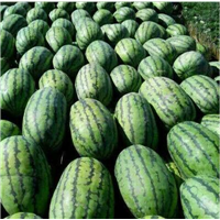 **新疆西瓜代办-**西瓜代办-云南西瓜代办 