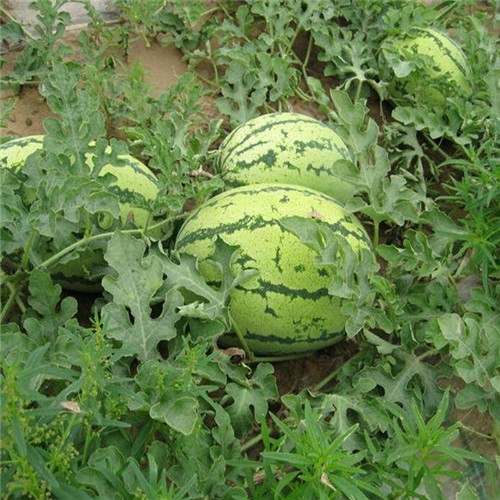 金城五号西瓜价格☎金城五号西瓜代办☎