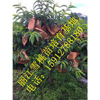 丽江雪桃苗销售**价格