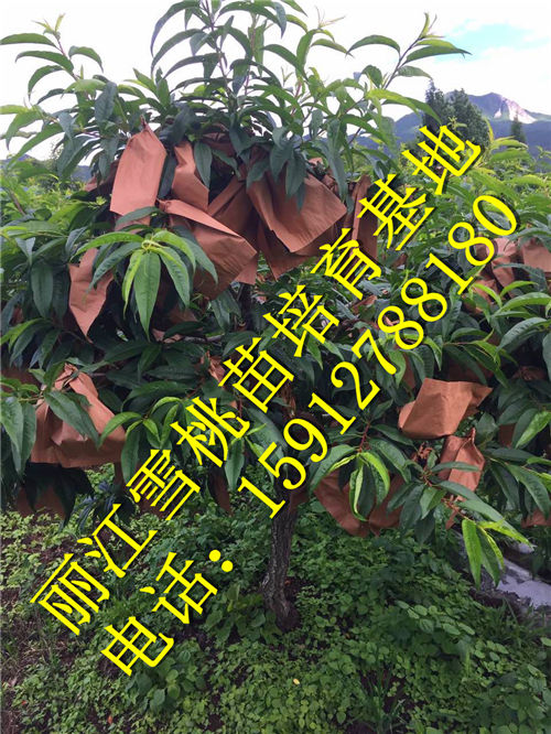 丽江雪桃批发价格
