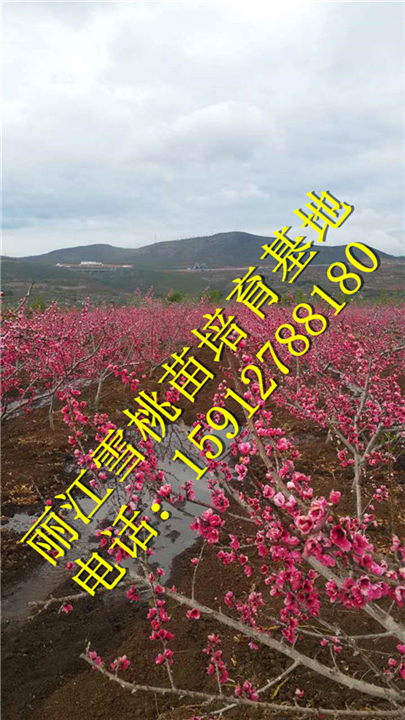 正宗丽江雪桃苗价格