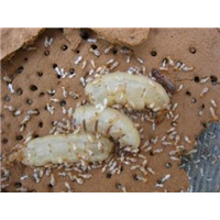 【珠海灭白蚁@珠海白蚁消杀@珠海白蚁防治】 