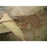 【金湾灭白蚁┃金湾白蚁消杀┃金湾白蚁防治】 