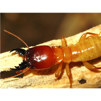 【珠海灭白蚁-珠海白蚁消杀-珠海白蚁防治】 