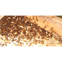 【珠海灭白蚁→珠海白蚁消杀→/珠海白蚁防治】 