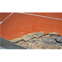 【珠海灭白蚁_珠海白蚁消杀_珠海白蚁防治】 