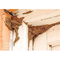 【珠海灭白蚁，珠海白蚁消杀，珠海白蚁防治】 