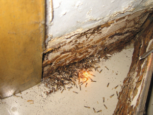 【珠海灭白蚁#珠海白蚁消杀#珠海白蚁防治】 