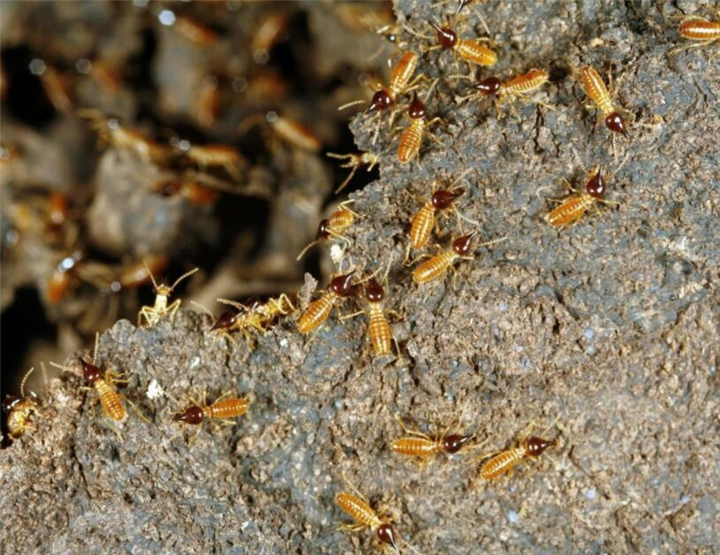 湘潭灭白蚁公司