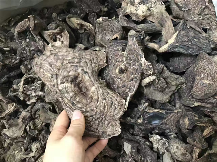 禅城黑虎掌-黑虎掌批发-黑虎掌厂家直销 