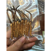 禅城新鲜虫草-禅城新鲜虫草批发-新鲜虫草 