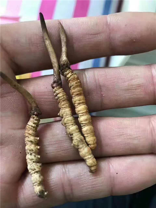 山水鲜虫草，山水鲜虫草价格，山水虫草批发 
