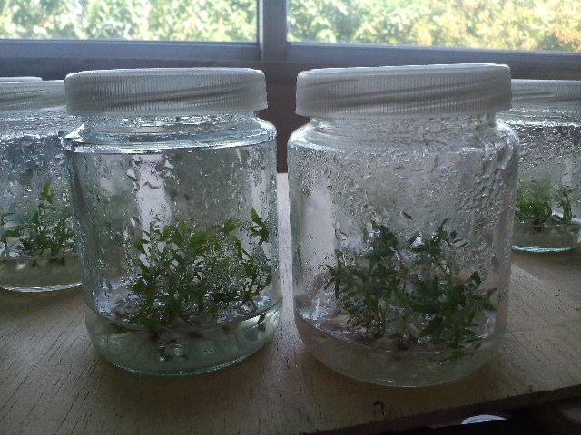 防城港桉树组培苗-钦州桉树组培苗批发-玉林桉树组培苗成活率高 