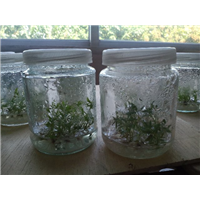 防城港桉树组培苗-钦州桉树组培苗批发-玉林桉树组培苗成活率高 