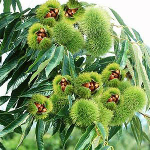 河北哪里有板栗苗出售-广西板栗苗-板栗苗 