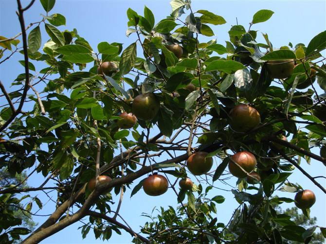 大果红花油茶苗报价-大果红花油茶苗怎么种 
