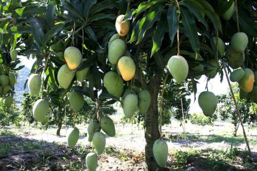 普洱绿化芒果袋苗批发-迪庆绿化芒果袋苗专业嫁接 